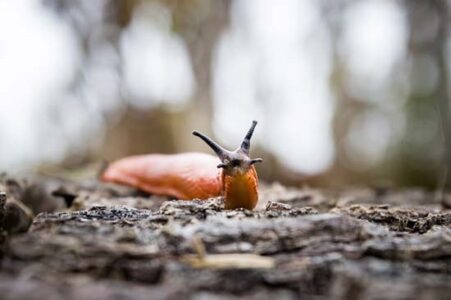 Plant slug-resistant plants